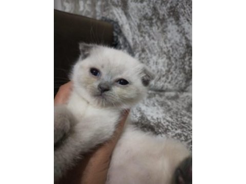 Son iki yavrum scottish fold