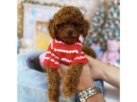 Yavru teacup poodle