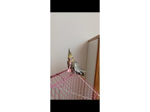 Oyun oynamayı seven yeme düşmüş sultan papağanı