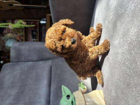 Teacup garantili toy poodle kızımız