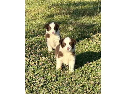 Border collie a kalite red dark