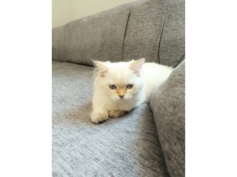 British longhair 5 aylık
