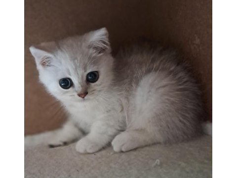 British shorthair silver erkek kedimiz