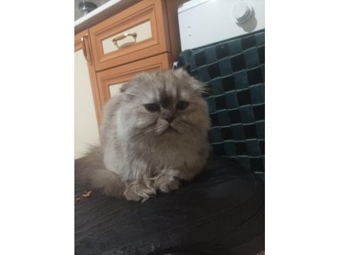 10 aylık sağlıklı scottish fold kedimiz