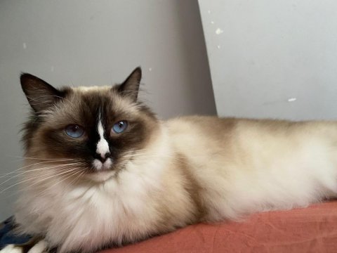 Safkan ragdoll kedimiz