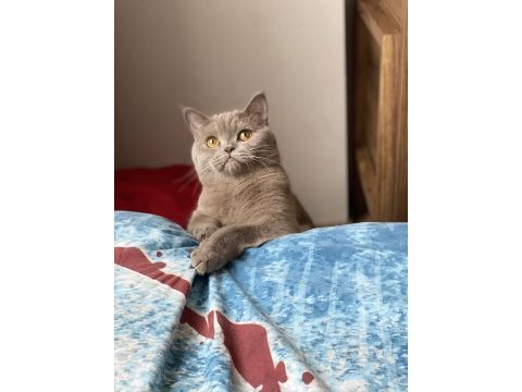 Luna 4 yaşında dişi kısır kedimiz