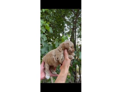 Mükemmel güzellikte maltipoo bebekler
