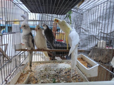 Renk renk sultan papağanları