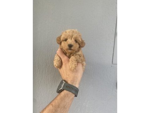 Dünya tatlısı maltipoo bebeklerim