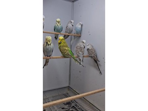 Show jumbo muhabbet kuşları