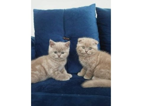 British shorthair yavruları