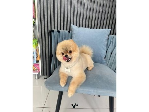 Show kalite orjinal teddy bear pomeranian boo