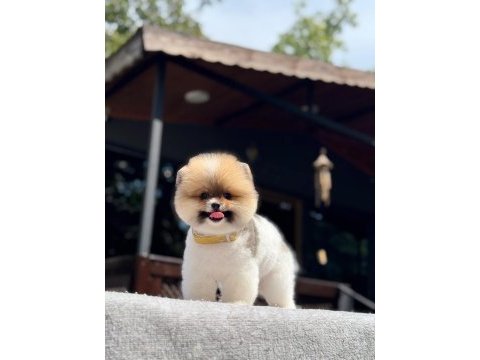 Sevimli pomeranian yavrular yemi yuvalarını arıyor