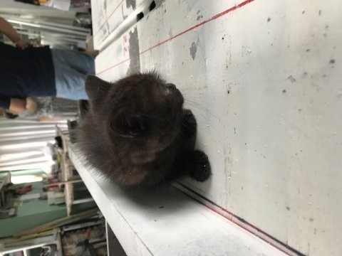 47 günlük yavru kedi