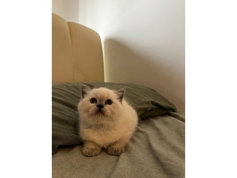 1.5 aylık 4 tane saf british shorthair yavrularımız