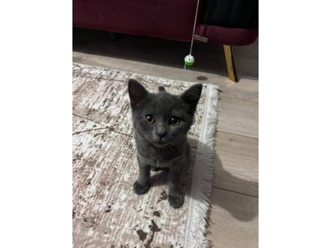 3 aylık yavru kediye yuva arıyoruz