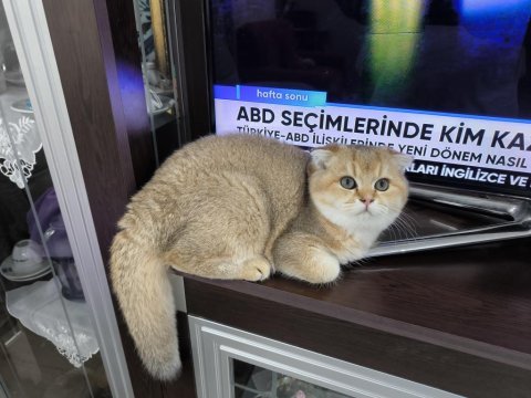 Golden scottish fold erkek yavru