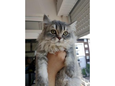 Sevgi dolu british longhair yavrumuz yeni evini arıyor