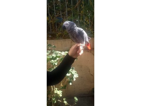 Ful evcil jako papağanı