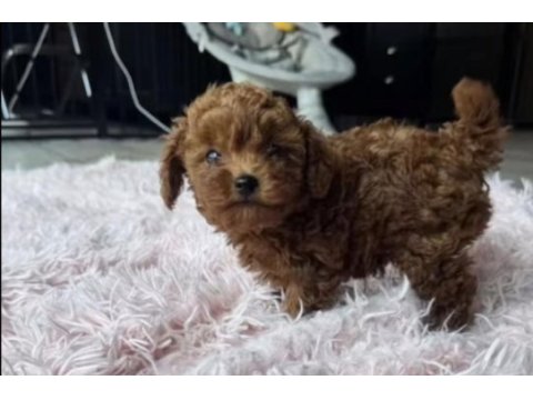 Bakımlı toy poodle yavru