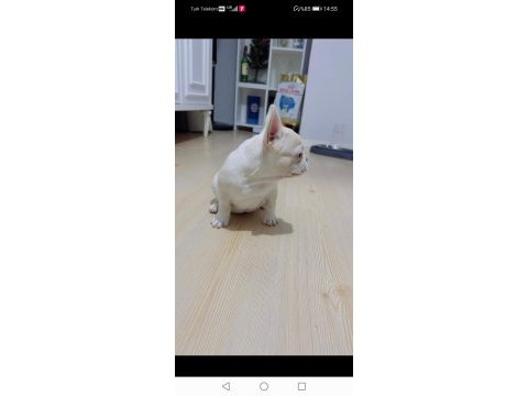 Renk ve anatomi güzeli exotic french bulldog yavrular