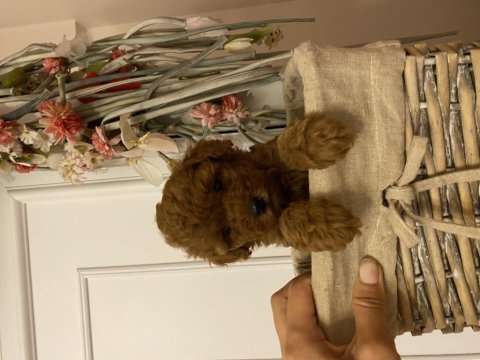 Oyuncu toy poodle bebekler