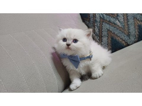 British ve longhair