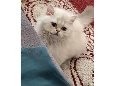 Acil ve ücretsiz sahiplendirme british longhair
