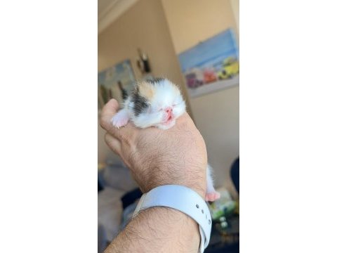 Safkan şecereli şampiyon exotic shorthair yavrularım