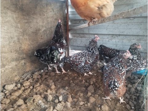 Speckleck susex kuluçkalık yumurta