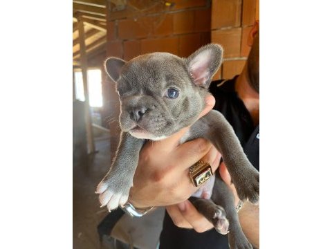 Blue french bulldog erkek teslime hazır