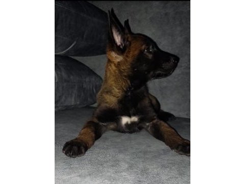 Malinois sadece ne istediğini bilenler iletişime geçsin