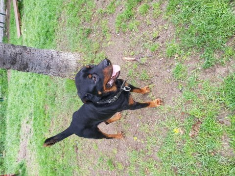 Koca kafa rottweiler