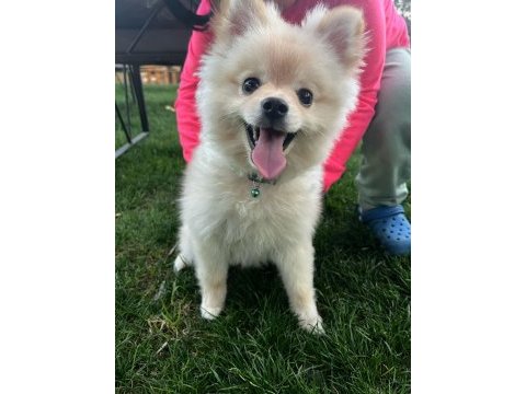 Pomeranian boo 9 aylık erkek