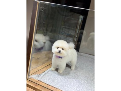 Sağlık ve ırk garantili pomeranian köpeği