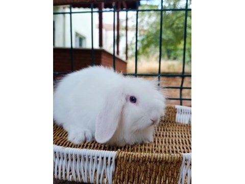 Hollanda teddy lop tavşan 2 adet mavi gözlü beyaz takım