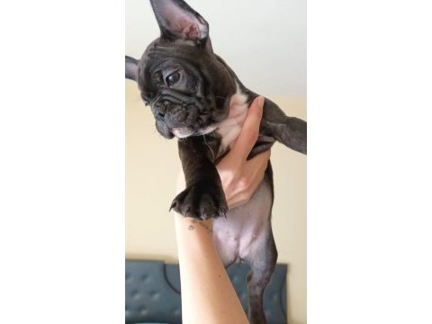 2.5 aylık dişi french bulldog yavrularımız