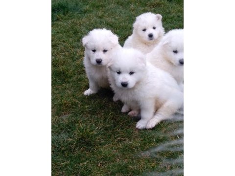 Akkuş üretim çiftliğinden samoyed yavruları