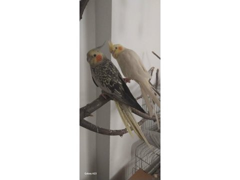 Lutino sultan pearly yavru alınmıştır video vardır eşleşme