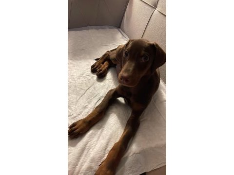 Kızıl doberman