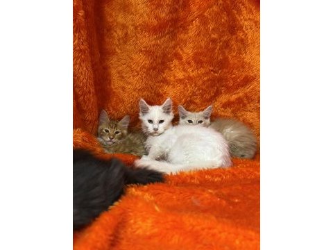 Beyaz maine coon kedimiz