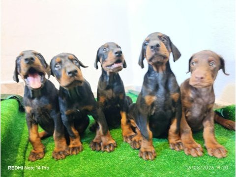 A scr üst düzey doberman