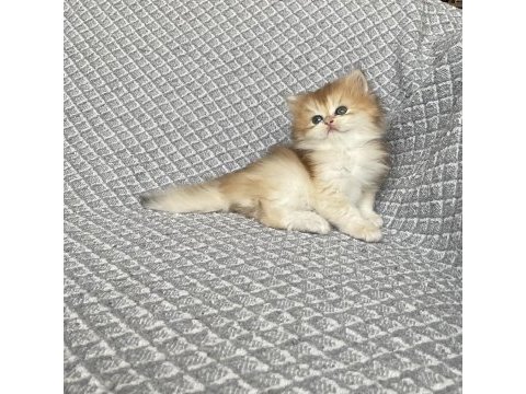 Full şecereli anne babanın oğlu teslime hazır