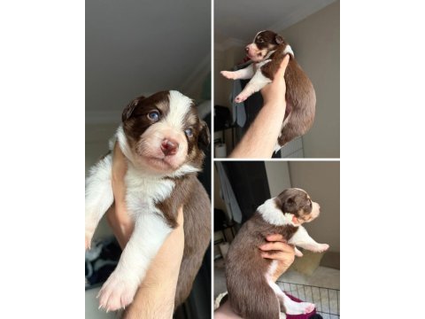Meşhur cash in torununun border collie yavruları