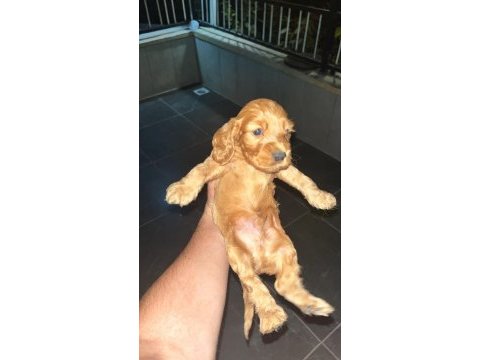 1.5 aylık cocker yavrular