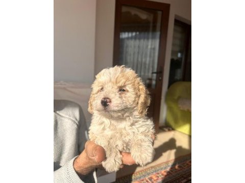 A kalite maltipoo yavrularimiz
