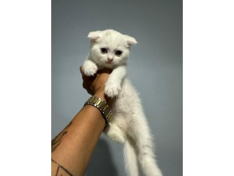 Sevimli scottish fold kedim