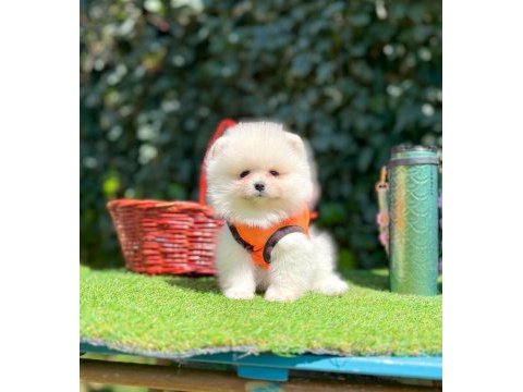 Pomeranian yavruları iki aylık