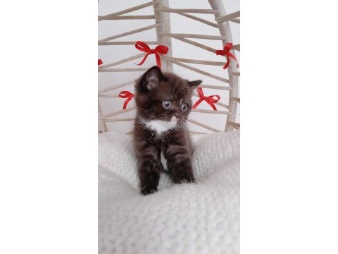 Yeni yıl çikolata british shorthair yavrum