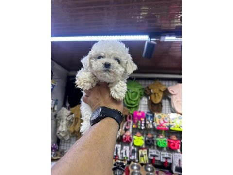 Toy poodle yavrularım yeni sahibini bekliyor